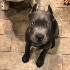 Meet your Posher, Joe